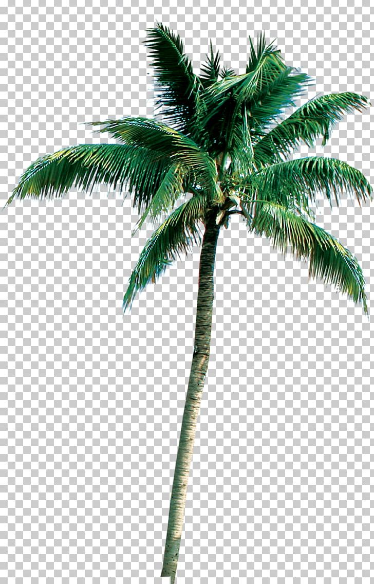 Palm Trees Portable Network Graphics Coconut Roystonea Regia PNG, Clipart, 3d Computer Graphics, Arecales, Attalea Speciosa, Borassus Flabellifer, Coconut Free PNG Download