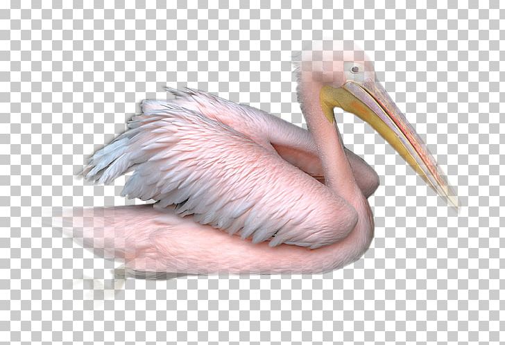 Pelican PaintShop Pro Bird Animal PNG, Clipart, Animal, Beak, Bird, Fruit, Human Back Free PNG Download