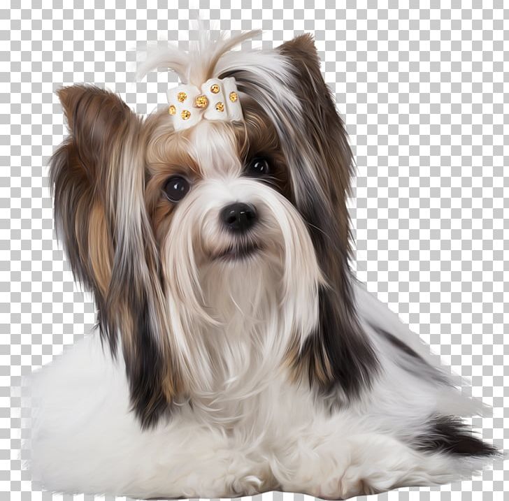 Yorkshire Terrier Morkie Shih Tzu Biewer Terrier Havanese Dog PNG, Clipart, Animal, Animals, Carnivoran, Companion Dog, Dog Breed Free PNG Download