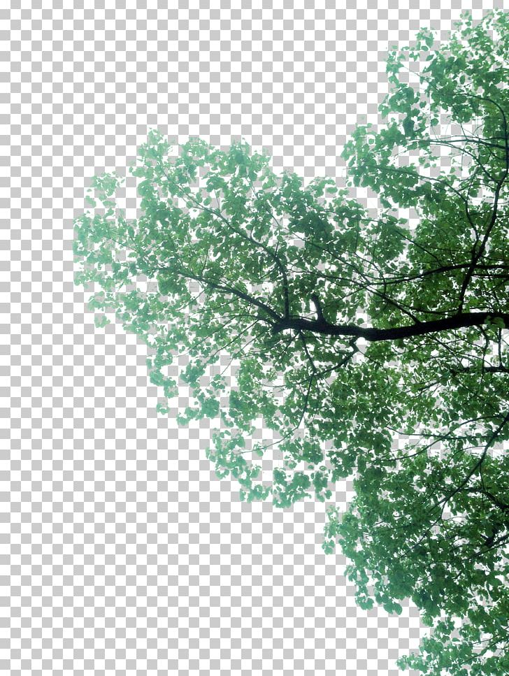 Branch Green PNG, Clipart, Branch, Branch Vector, Christmas Tree, Computer Wallpaper, Download Free PNG Download