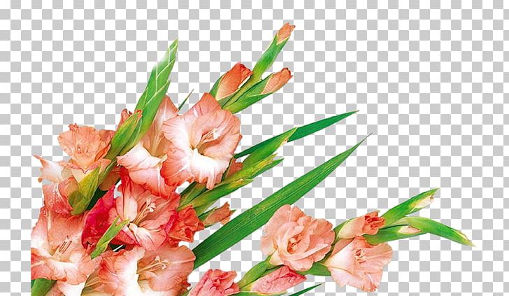 Flower Arranging Others Photo Albums PNG, Clipart, Computer Program, Cut Flowers, Desktop Wallpaper, Direct, Download Free PNG Download