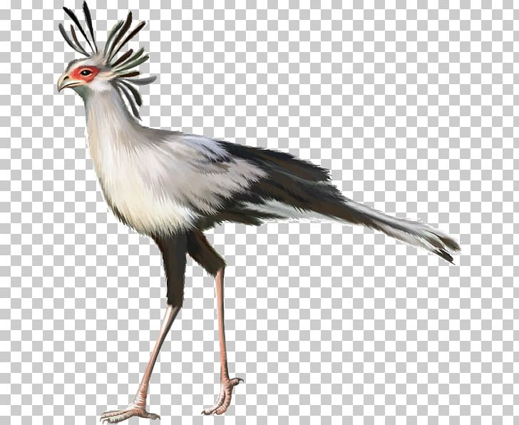 Secretarybird Cygnini Crane Common Ostrich PNG, Clipart, Animals, Beak, Bird, Common Ostrich, Crane Free PNG Download