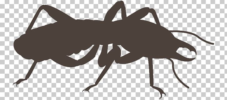Cockroach Insect Pest Control Termite PNG, Clipart, Animals, Ant, Arthropod, Black And White, Black And Yellow Mud Dauber Free PNG Download