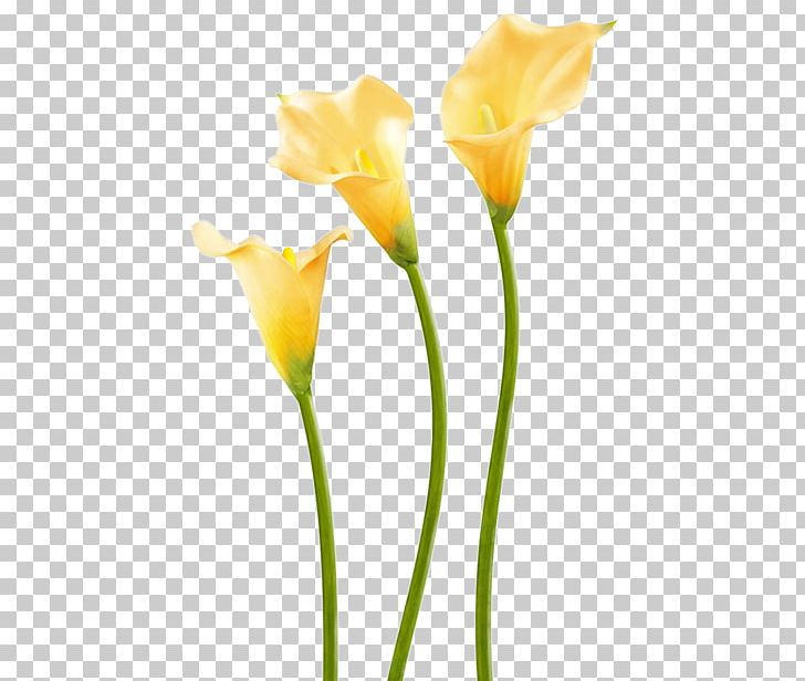 Easter Lily Flower Calla Lily Paint Rollers Plant Stem PNG, Clipart, Arum, Brush, Bud, Calas, Calla Lily Free PNG Download