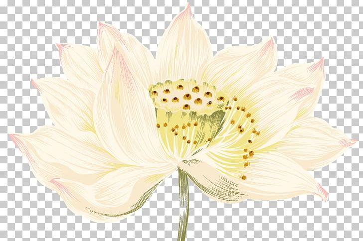 Nelumbo Nucifera Painting PNG, Clipart, Alstroemeriaceae, Amaryllis Belladonna, Balloon Cartoon, Blue, Boy Cartoon Free PNG Download