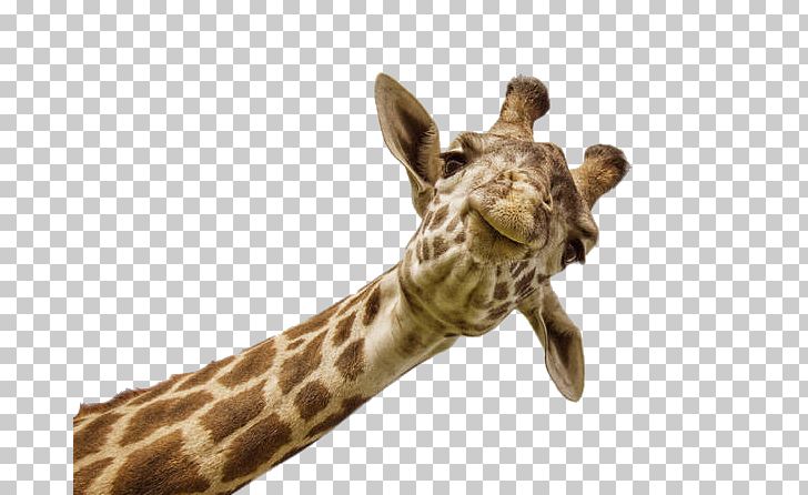 Serengeti Northern Giraffe Masai Giraffe Giraffes In The Wild Neck PNG, Clipart, Animal, Animals, Cartoon Giraffe, Cute Giraffe, Fauna Free PNG Download