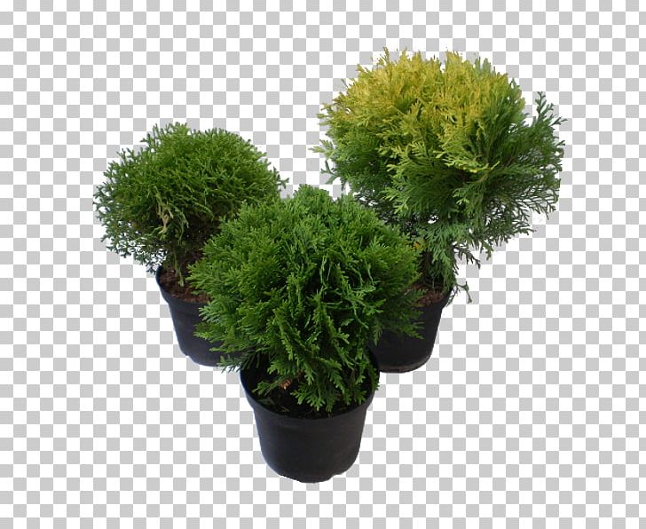 Tree Farm Evergreen Arborvitae Shrub PNG, Clipart, Arborvitae, Evergreen, Flowerpot, Grass, Herb Free PNG Download