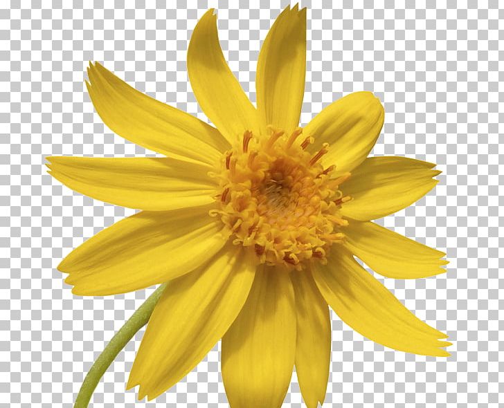 Common Sunflower Pflegeheim PNG, Clipart, Blume, Chrysanthemum, Chrysanths, Common Sunflower, Daisy Family Free PNG Download