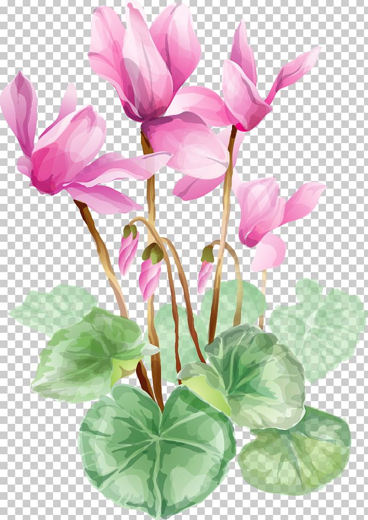 Flower PNG, Clipart, Clip Art, Computer Icons, Cut Flowers, Cyclamen, Download Free PNG Download