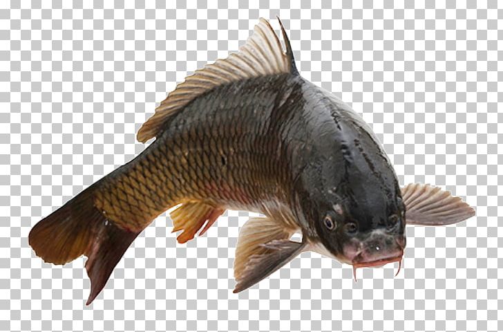 Koi Goldfish Carp Fishing PNG, Clipart, Animal Source Foods, Bony Fish, Carp, Carp Fishing, Common Carp Free PNG Download