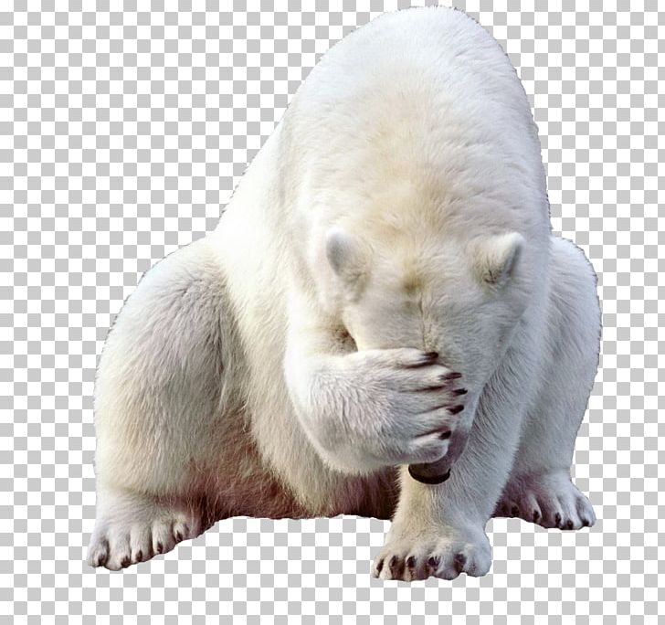 Polar Bear Giant Panda Brown Bear PNG, Clipart, Animal, Animals, Baby Polar Bear, Bear, Brown Bear Free PNG Download