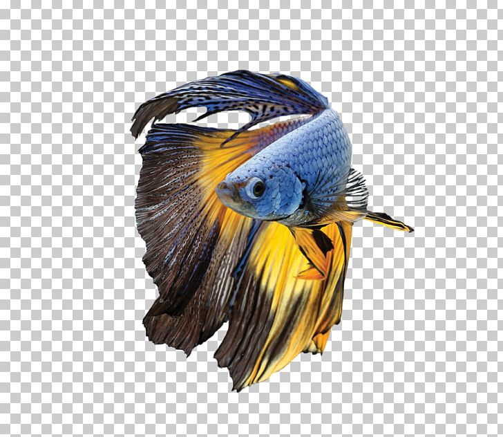 Siamese Fighting Fish Parrot Bird Blue-and-yellow Macaw PNG, Clipart, Animal, Animals, Beak, Betta, Bird Free PNG Download