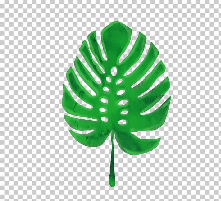 Swiss Cheese Plant Leaf Euclidean Green PNG, Clipart, Arecaceae, Autumn Leaves, Banana, Banana Vector, Color Free PNG Download