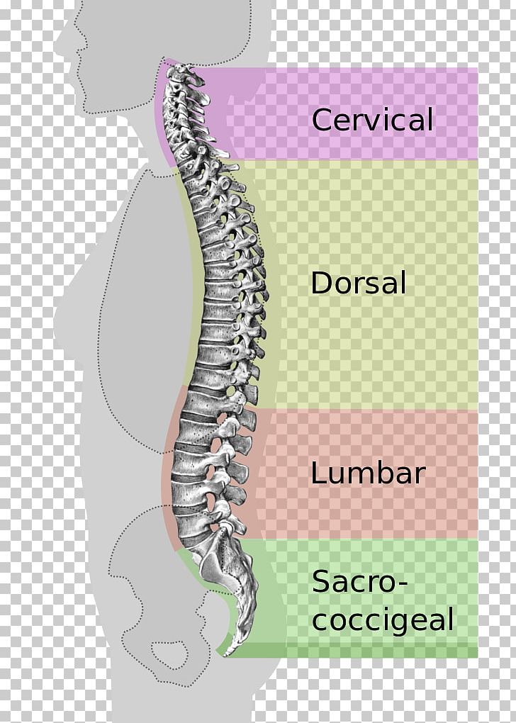 Vertebral Column Pelvis Neutral Spine Human Back Lumbar PNG, Clipart, Anatomy, Coccyx, Curvature, Curve, Diagram Free PNG Download
