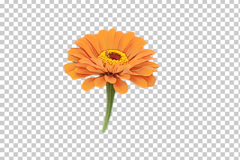 Transvaal Daisy Cut Flowers Petal Pot Marigold Flower PNG, Clipart, Biology, Calendula, Cut Flowers, Flower, Paint Free PNG Download