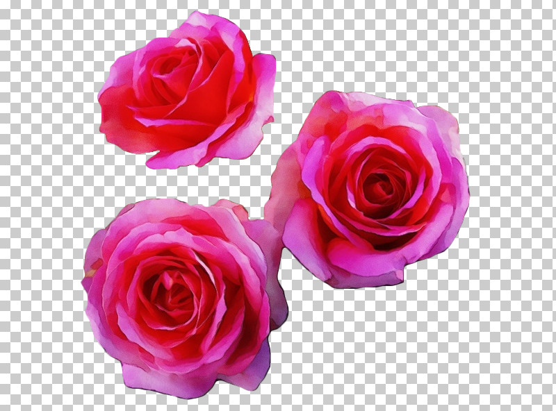 Garden Roses PNG, Clipart, Floribunda, Flower, Garden Roses, Hybrid Tea Rose, Paint Free PNG Download