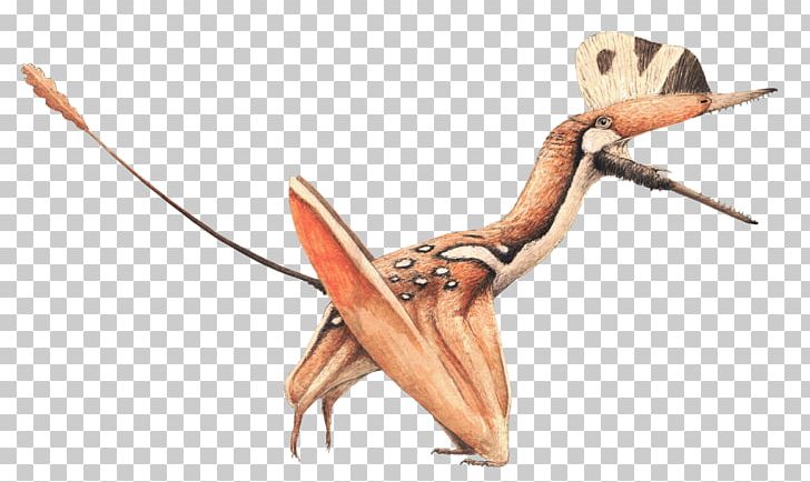 Darwinopterus Modularis Pterosaurs KDRV Insect PNG, Clipart, Animal, Arm, Art, Daily, Daily Mail Free PNG Download