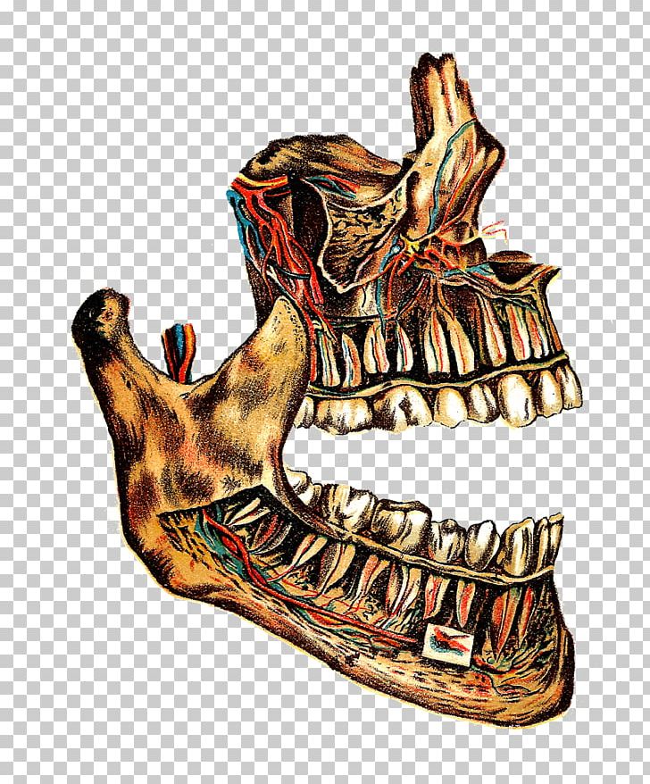 Bone Medical Illustration Jaw Drawing PNG, Clipart, Anatomy, Art, Bone, Drawing, Fantasy Free PNG Download