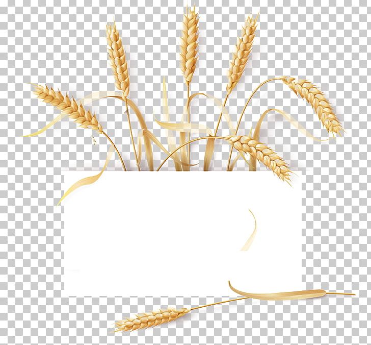 Common Wheat Barley Cereal Ear PNG, Clipart, Android, Barley Flour, Cartoon Wheat, Commodity, Common Wheat Free PNG Download