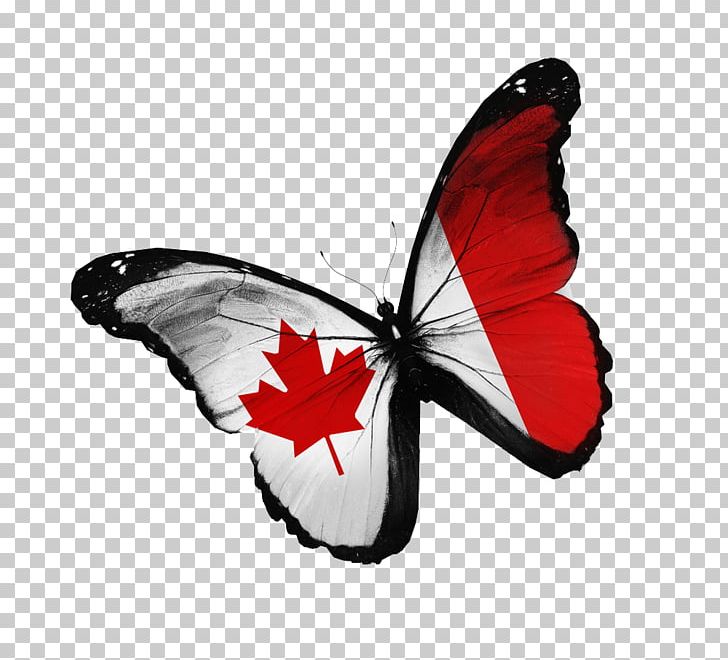 Flag Of Canada Stock Photography National Flag PNG, Clipart, Brush Footed Butterfly, Canada, Creative Ads, Creative Artwork, Creative Background Free PNG Download