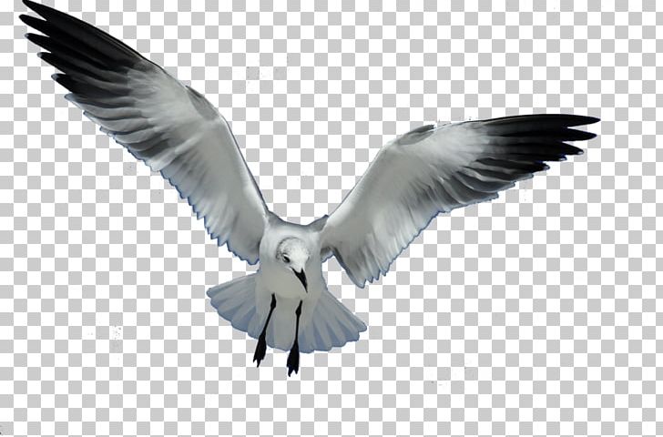 Gulls Bird European Herring Gull Flight PNG, Clipart, Animals, Beak, Bird, Charadriiformes, Clip Art Free PNG Download