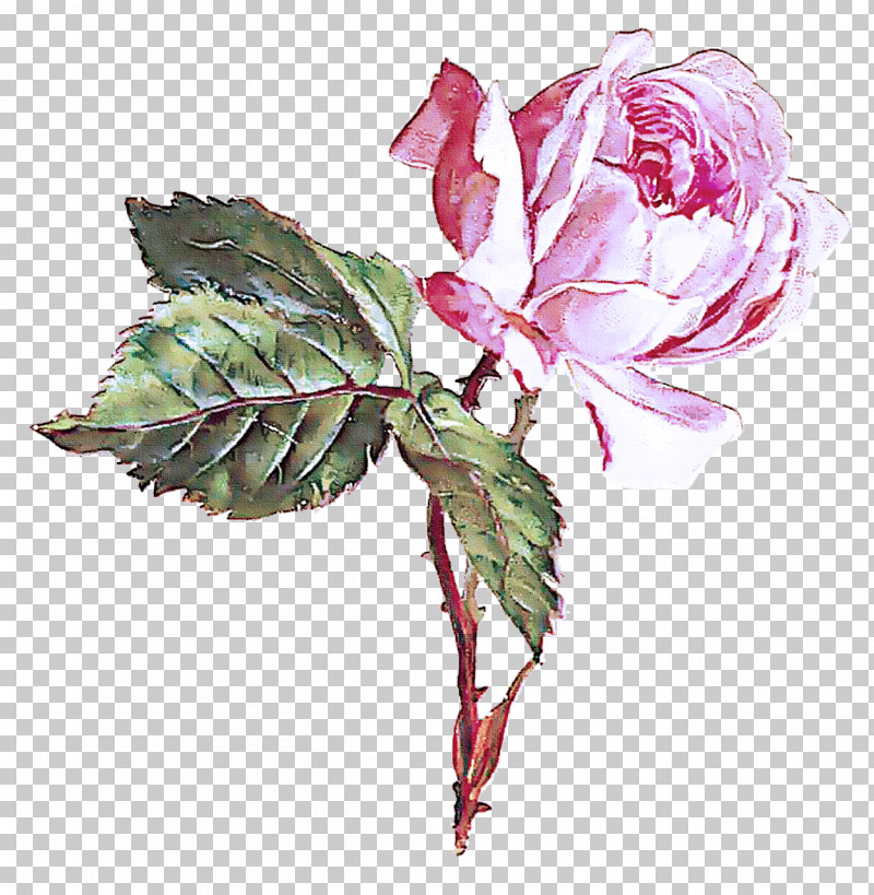 Garden Roses PNG, Clipart, Cabbage Rose, Cut Flowers, Floral Design, Flower, Flower Bouquet Free PNG Download