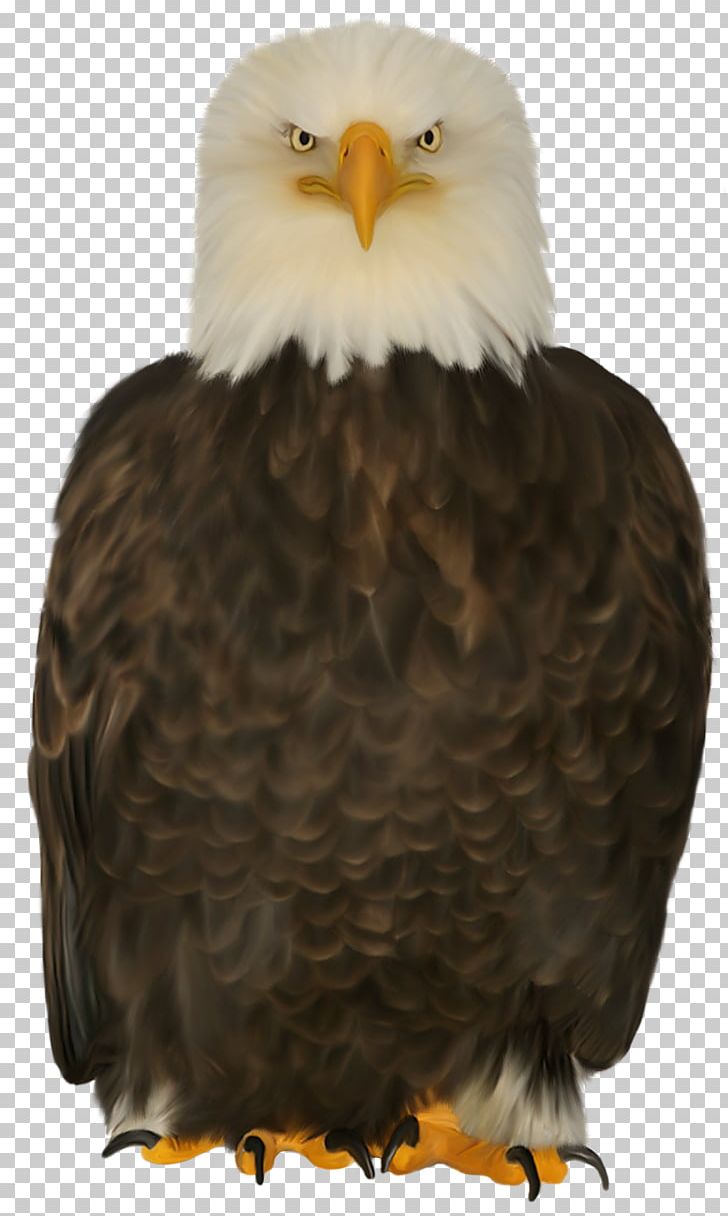 Bald Eagle Bird Of Prey Beak PNG, Clipart, Accipiter, Accipitriformes, Animal, Animals, Aquila Free PNG Download