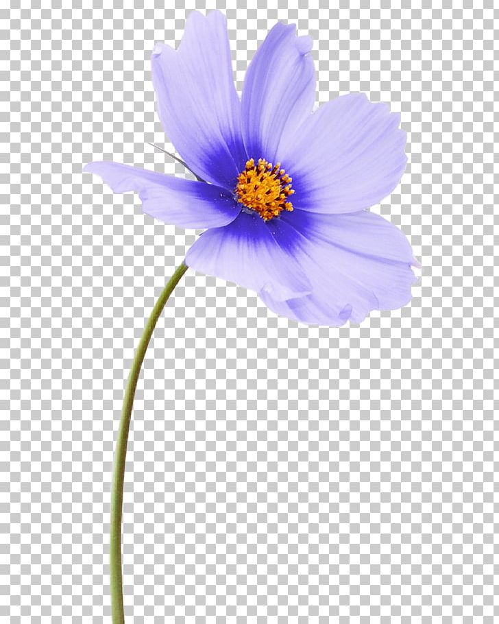 Flower Desktop PNG, Clipart, Annual Plant, Aster, Clip Art, Cosmos, Cut Flowers Free PNG Download