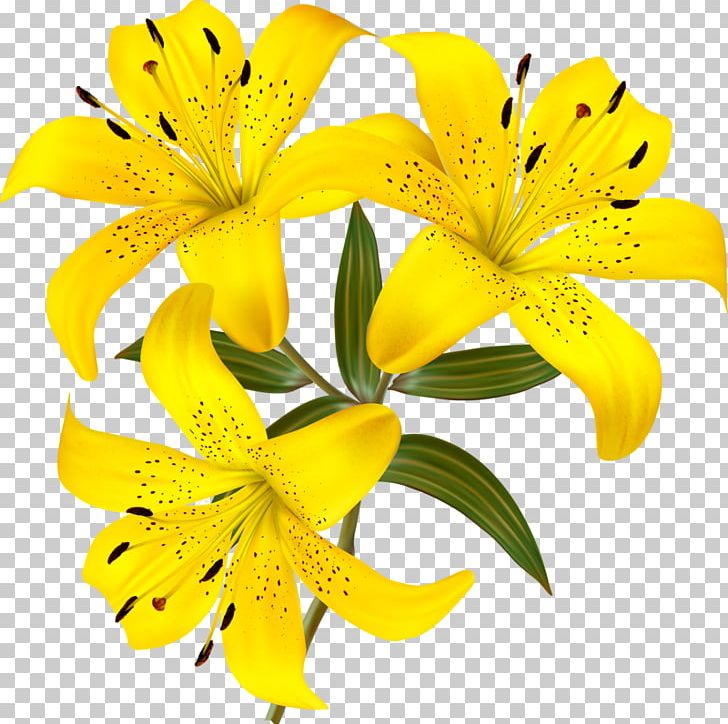 Flower Lilium PNG, Clipart, Alstroemeriaceae, Cut Flowers, Desktop Wallpaper, Download, Flower Free PNG Download