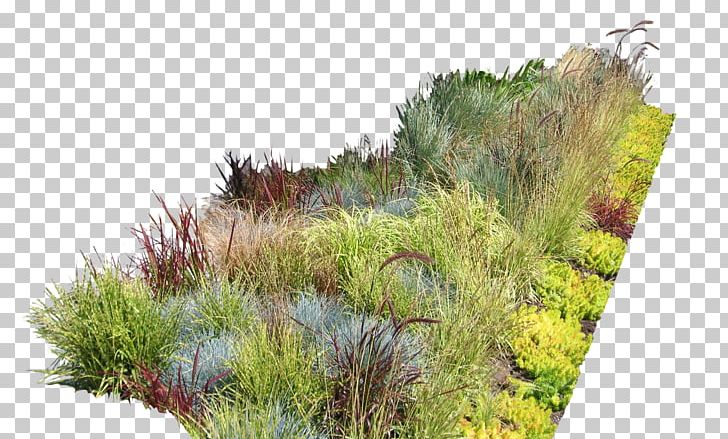 Garden Ideas Garden Design Landscaping Landscape Design PNG, Clipart, Art, Back Garden, Bushes, Ecosystem, Evergreen Free PNG Download
