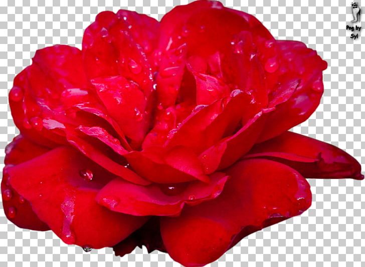 Garden Roses Cut Flowers Floribunda Petal PNG, Clipart, China Rose, Cut Flowers, Floribunda, Flower, Flowering Plant Free PNG Download