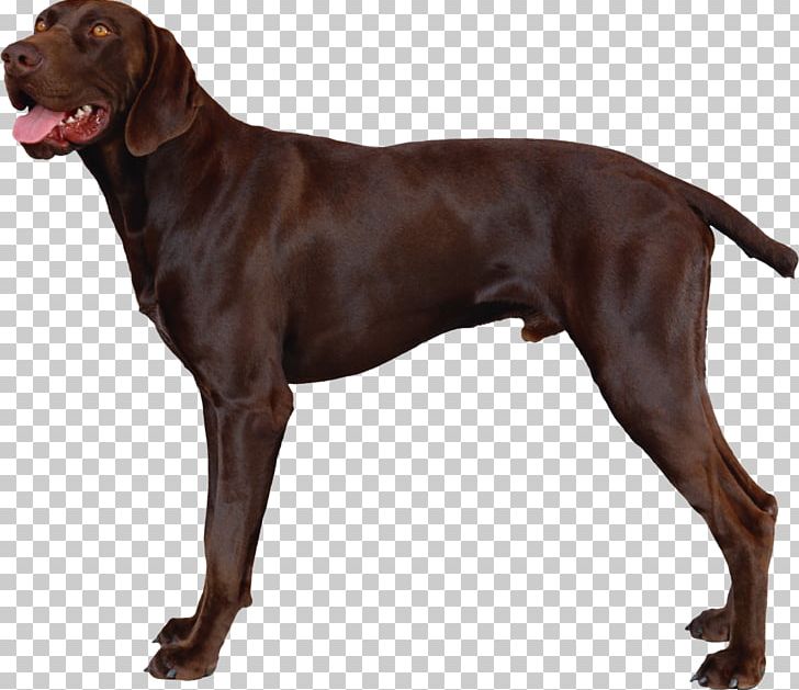 German Shorthaired Pointer Vizsla Hunting Dog Puppy PNG, Clipart, Animals, Bird Dog, Breed, Carnivoran, Dog Free PNG Download