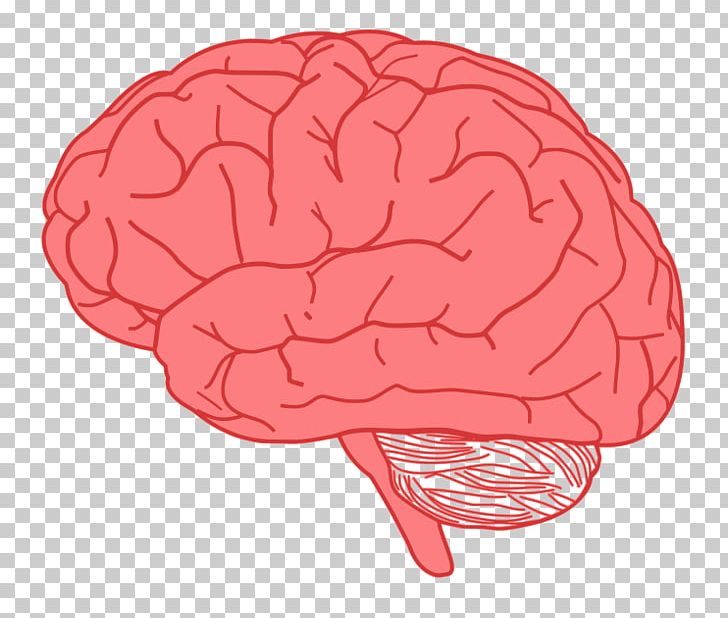 Human Brain PNG, Clipart, Active Brain Cliparts, Brain, Free Content, Homo Sapiens, Human Brain Free PNG Download