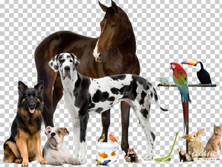 Veterinarian Veterinary Medicine Pet Animal PNG, Clipart, Animal, Animal Welfare, Companion Dog, Dog, Dog Breed Free PNG Download