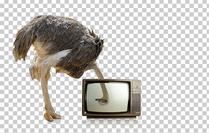 Bird Stock Photography Animal PNG, Clipart, Advertising, Animal, Animals, Beak, Bird Free PNG Download