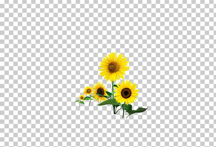Common Sunflower PNG, Clipart, Computer Wallpaper, Cut Flowers, Daisy, Daisy Family, Data Free PNG Download