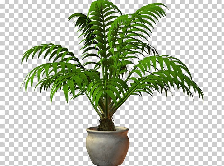 Houseplant Flowerpot Botanical Garden PNG, Clipart, Botany, Coconut, Elaeis, Equisetum, Ferns And Horsetails Free PNG Download