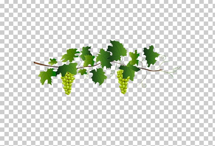White Wine Red Wine Grenache Grape PNG, Clipart, Alcoholic Beverages, Branch, Chianti Docg, Common Grape Vine, Flowering Plant Free PNG Download