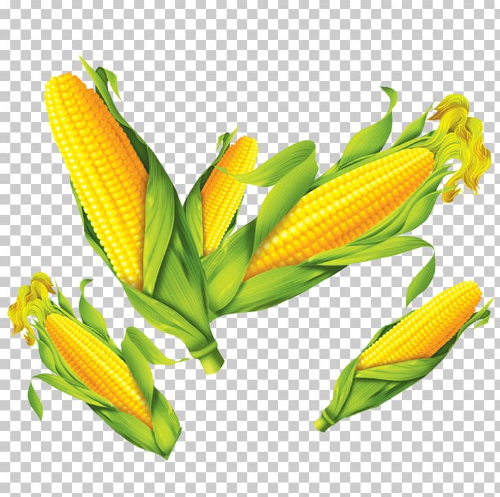 Corn On The Cob Maize Poster PNG, Clipart, Banana, Cartoon Corn, Commodity, Corn, Corn Cartoon Free PNG Download