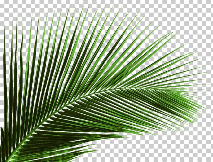 Arecaceae Leaf Palm Branch Tree PNG, Clipart, Arecales, Banana, Banana Leaves, Coconut, Date Palm Free PNG Download