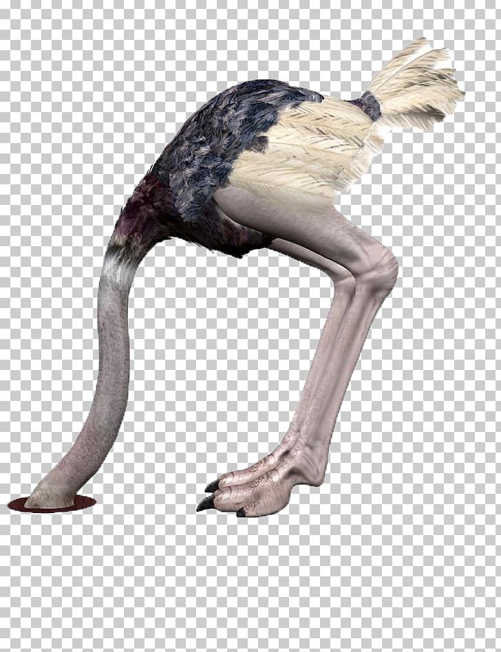 Common Ostrich Bird Stock Photography PNG, Clipart, Animal, Animals, Beak, Bow And Arrow, Bows Free PNG Download