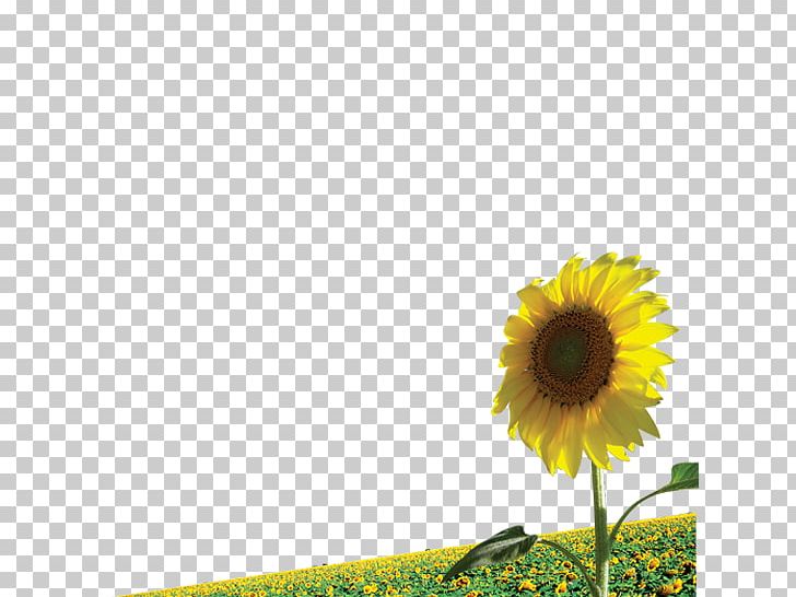 Common Sunflower Illustration PNG, Clipart, Cdr, Common Sunflower, Computer Wallpaper, Daisy Family, Field Free PNG Download