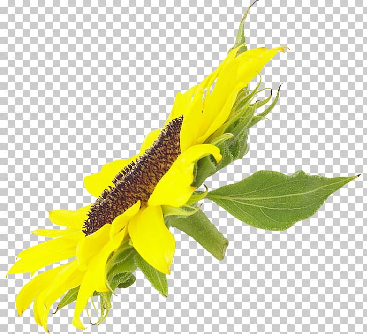 Common Sunflower Sunflower Seed Daisy Family PNG, Clipart, Cicek Resimleri, Common Sunflower, Daisy Family, Flower, Flowering Plant Free PNG Download