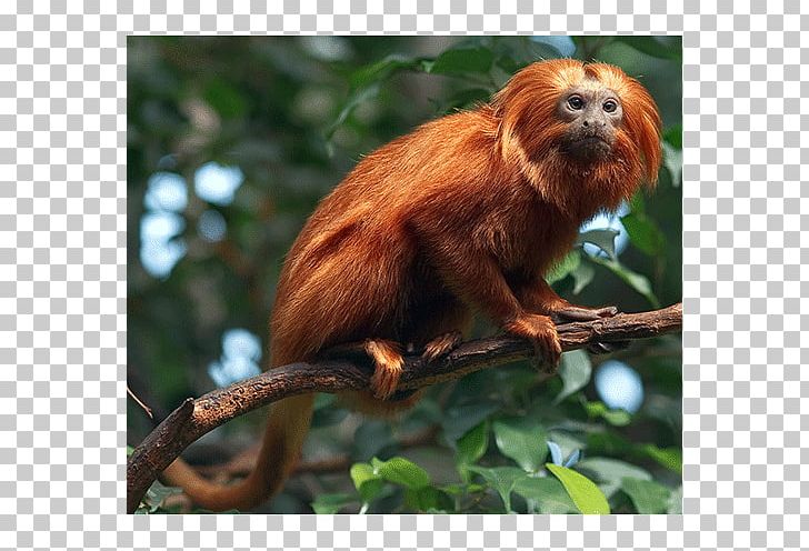 Macaque Golden Lion Tamarin New World Monkeys Primate PNG, Clipart, Animal, Animals, Callitrichidae, Cercopithecidae, Fauna Free PNG Download