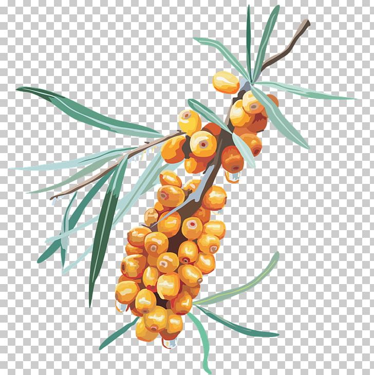 Sea Buckthorns Almindelig Jujube Computer Icons PNG, Clipart, Ananas, Auglis, Berry, Branch, Bts Derp Free PNG Download