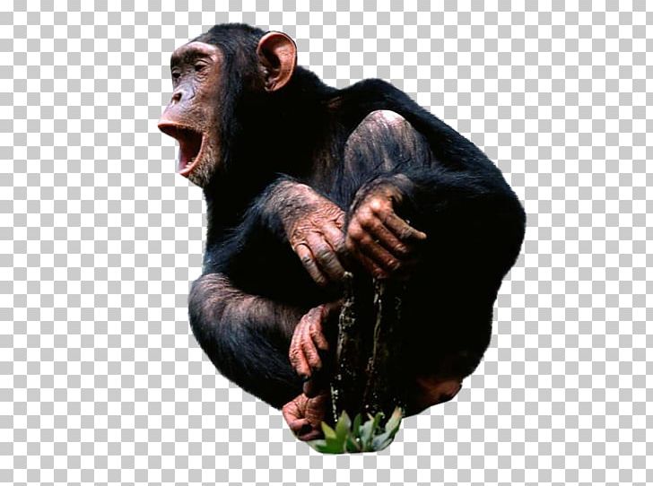 Common Chimpanzee Desktop Monkey PNG, Clipart, Aggression, Animals, Chimpanzee, Common Chimpanzee, Desktop Wallpaper Free PNG Download