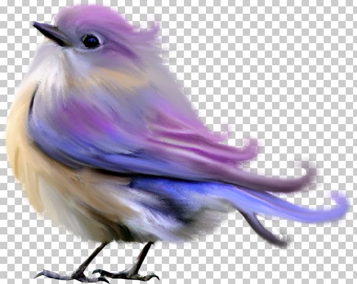 Dark Bird Computer Software PNG, Clipart, Animals, Beak, Bird, Clip Art, Color Free PNG Download