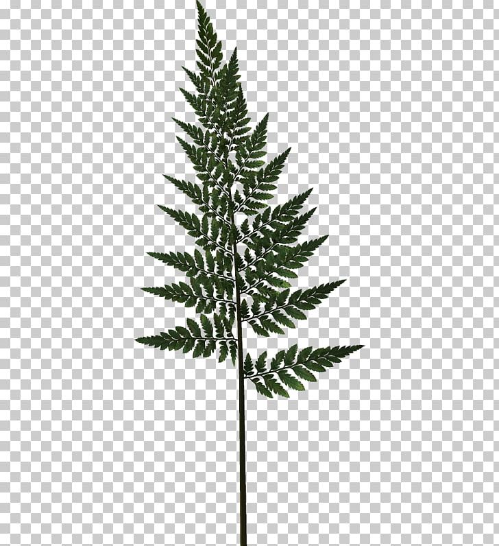 Leaf PNG, Clipart, Black And White, Computer Icons, Conifer, Download, Drawing Free PNG Download