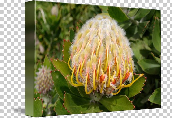 Sugarbushes Close-up Pollen PNG, Clipart, Closeup, Flora, Flower, Flowering Plant, Others Free PNG Download