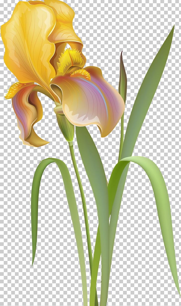 Flower Irises Desktop PNG, Clipart, Cattleya, Color, Cut Flowers, Dahlia, Desktop Wallpaper Free PNG Download
